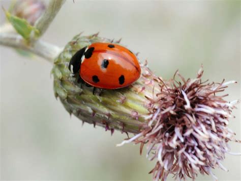 Autres Insectes