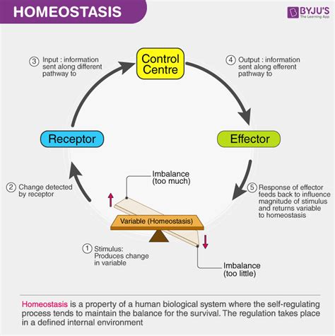 Best Describes The Process Of Homeostasis