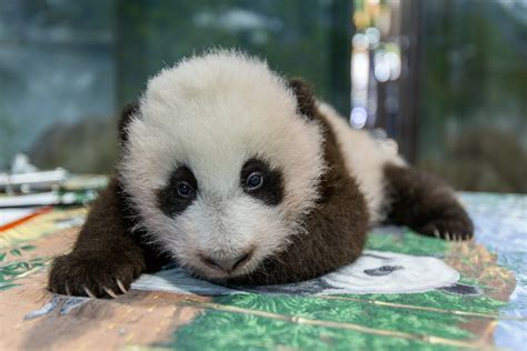 National Zoo Reveals Panda Cubs Name Xiao Qi Ji Meaning ‘little