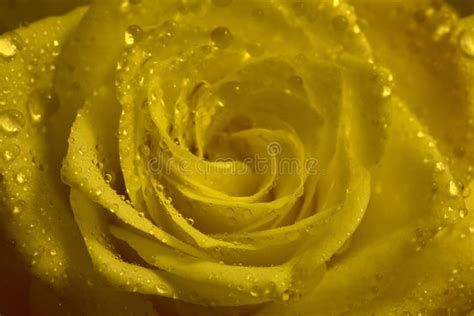 Yellow Rose Flower With Water Droplets Stock Photo Image Of Blossom