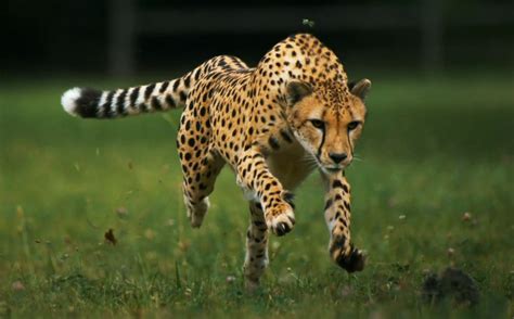 Cheetah Facts History Useful Information And Amazing Pictures