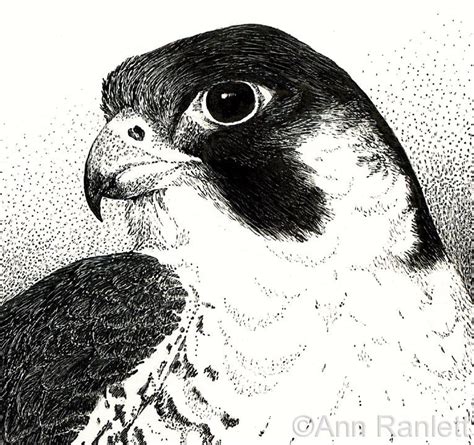 Below are some free printable falcon coloring pages for kids. peregrine falcon Colouring Pages | Peregrine falcon ...