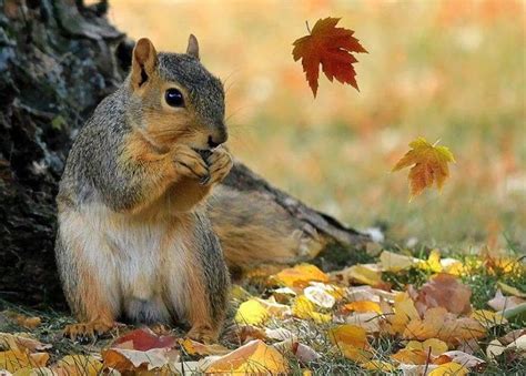 390 Best Animals In Autumn Images On Pinterest Adorable Animals