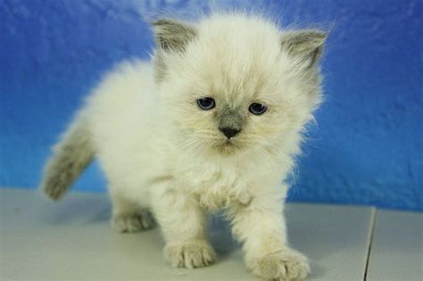 While the munchkin cat arose from an entirely natural genetic mutation, some cat lovers criticize breeders for encouraging its further development. Eddie - Blue Point Male Ragamuffin Kitten | Ragamuffin ...
