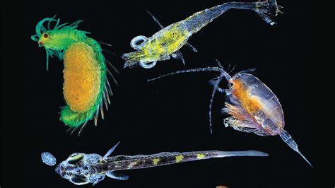 Marine Biology The Secret Life Of Plankton
