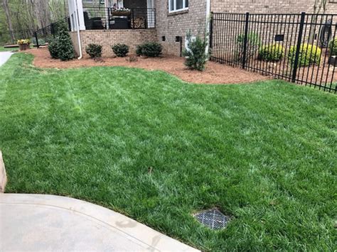 Kentucky 31 Coated Grass Seed Vs Uncoated - kentucky 31 coated grass seed vs uncoated