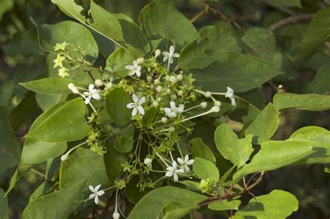 Clerodendrum Floribundum Lolly Bush — Territory Native Plants