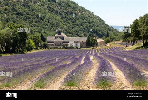 Senanque Abbey Or Abbaye Notre Dame De Senanque With Lavender Field In