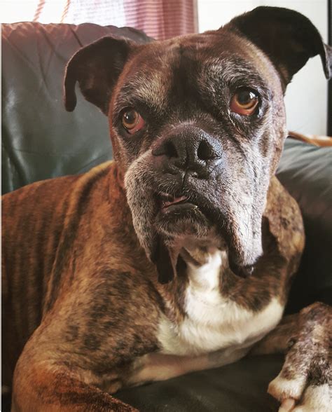 My Elderly Boxer Dog Watching My Fiance Getting Ready To Leave For Work