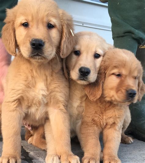 Are there golden retriever puppies md for sale? Beautiful Golden Retriever Puppies | Flake Ads, Free Ads ...