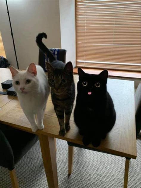 Find the newest that will do meme. 3 cats on table derpy template | Cats | Know Your Meme
