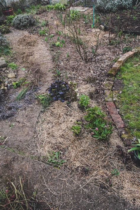 (leicht korrigierter reprint aus 2006, erschienen auf gaertnerblog.de). Richtig mulchen im Garten - Der kleine Horrorgarten ...