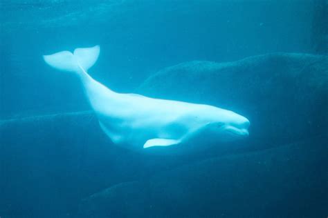 Snorkelling With Beluga Whales In Canada International Traveller