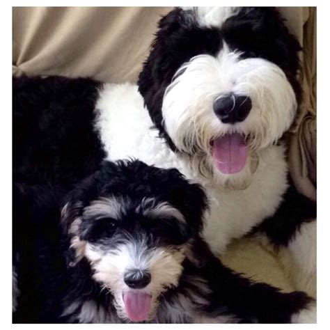 Sheepadoodle Puppies Feathers And Fleece Sheepadoodle Puppy
