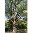 Overcup Oak – Delaware Trees
