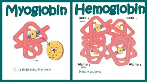 Hemoglobin Vs Myoglobin YouTube