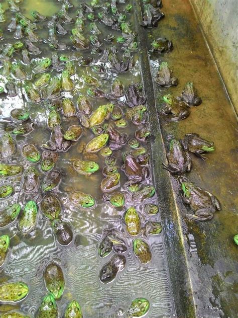 Gratis untuk komersial tidak perlu kredit bebas hak cipta. 11+ Gambar Katak Lembu - Gambar Tulisan