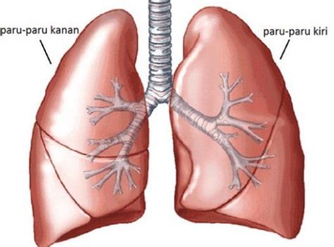 9 organ organ pernapasan manusia dan fungsinya lengkap via materiipa.com. Organ Tubuh - Bagian bagian, Fungsi, Beserta Gambar