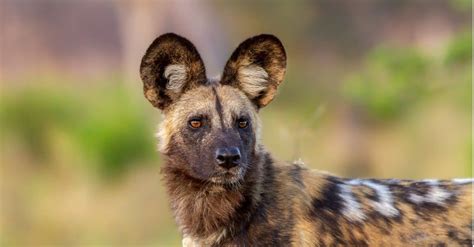 10 Types Of Wild Dogs A Z Animals