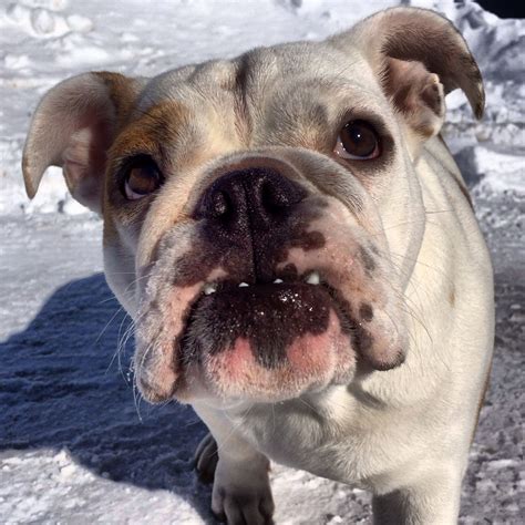 Smushy face Pumpkin. #dog #dogs #katanddog #englishbulldog ...