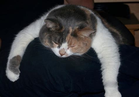 無料画像 椅子 ソーシャル ペット リラックス 子猫 ネコ 睡眠 哺乳類 仲間 残り 友人 昼寝 鼻 ウィスカー 怠惰な リラクゼーション 足