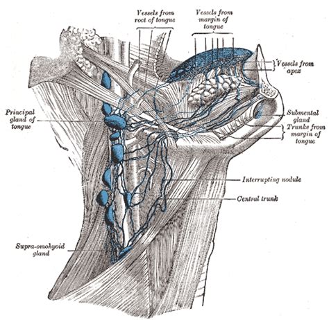 Lymphatic Anatomy Of The Head And Neck