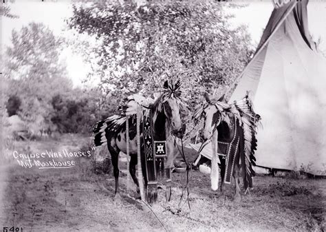 Cayuse Tribe’s World Beating Ponies Are Now Very Rare Offbeat Oregon History Orhistory