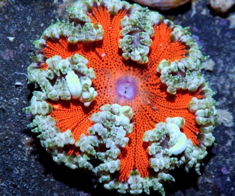 Stunningly Beautiful New Rock Anemones Reef2reef Saltwater And Reef