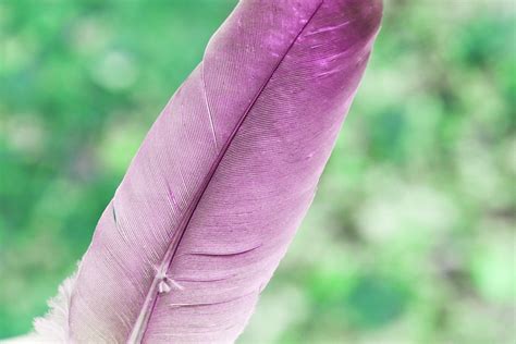 Feather Pink Nature Free Photo On Pixabay Pixabay