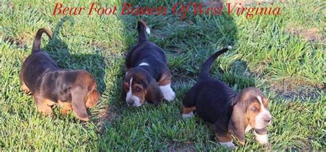 Find corgi puppies for sale with pictures from reputable corgi breeders. Cockapoo Puppies West Virginia - Pets Ideas