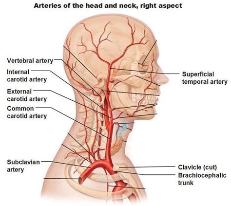 Image Result For Internal Carotid Artery Branches Carotid Artery
