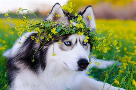 Siberian Husky Dog Hd Animals 4k Wallpapers Images Backgrounds