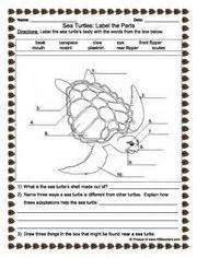 Labeling activity - Sea Turtles Unit Studies Homeschool, Science