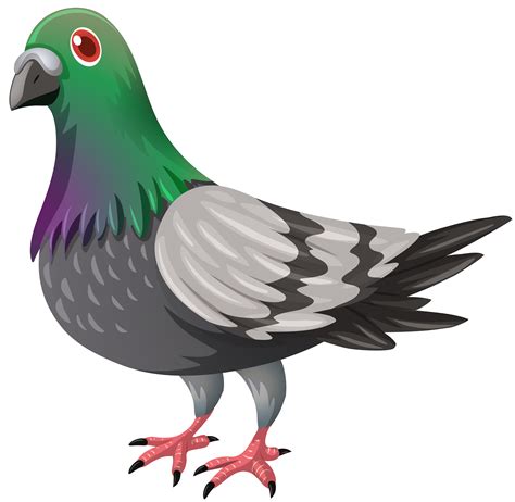 Pigeon Png Transparent Png Svg Clip Art For Web Download Clip Art