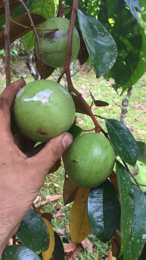 Caimito Star Apple Pouteria Abui Green Live Tree Plant Etsy