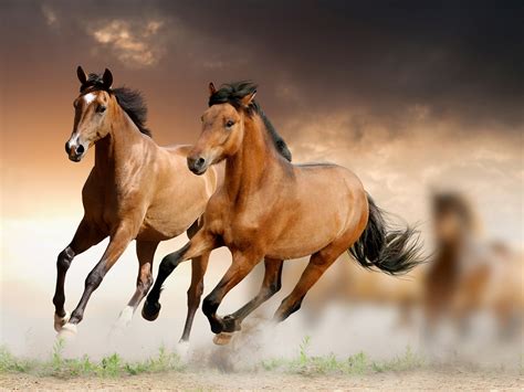 Fondos de pantalla Dos caballos marrones corriendo, velocidad 2880x1800