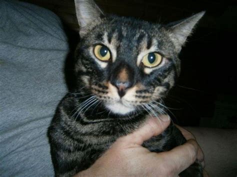 Animalssale found 867 cats for sale in usa, which meet your criteria. Black Smoke Asian Bangle Tiger cat for Sale in Chase ...