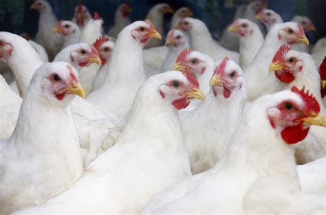 Broiler Chicken Development Day 1 To Day 50 Alabama Cooperative