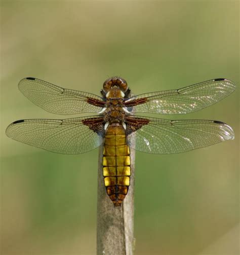 teachitprimary gallery broad bodied chaser dragonfly