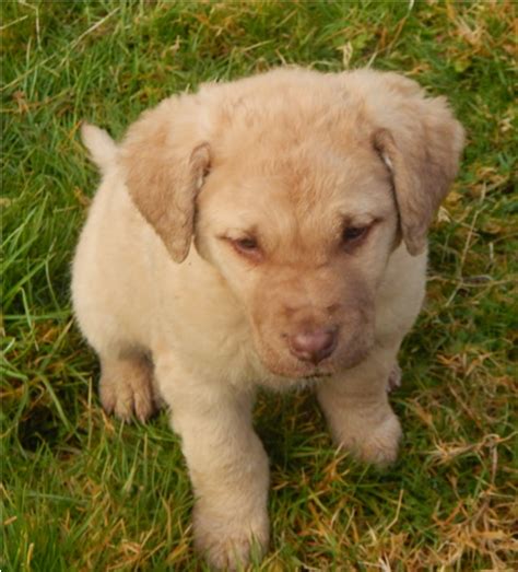 Chesapeake bay retriever puppy for sale near alabama, boaz, usa. AKC Chesapeake Bay Retriever Puppies For Sale Washington State
