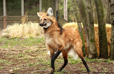 Maned Wolf Hd Wallpapers Wallpapers Box