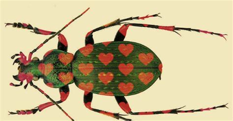 Sexual Conflict Male Beetles With Long Genitals Spur Population Demise