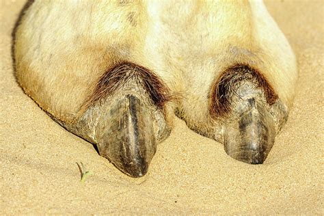 Camel Hooves Photograph By Mekh Paija Pixels