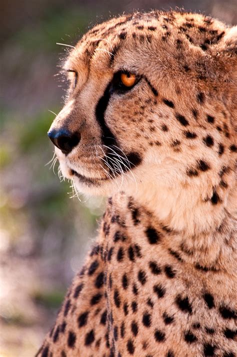 Cheetah Profile 3 0 F Lr 3 20 10 J5505edited 5 Don Johnson Flickr