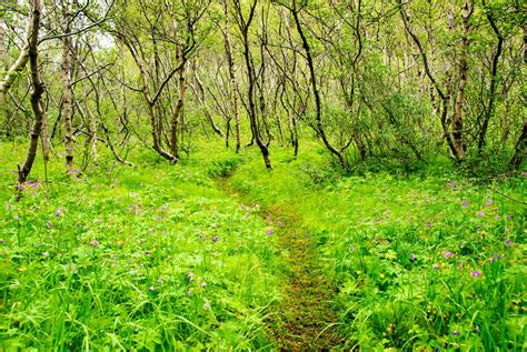 How Iceland Is Regrowing Forests Destroyed by the Vikings