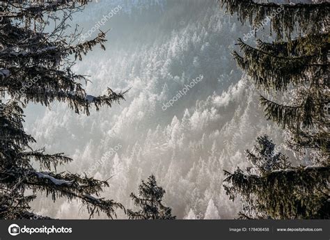 Snowy Forest — Stock Photo © Yuliyakirayonakbo 178406458