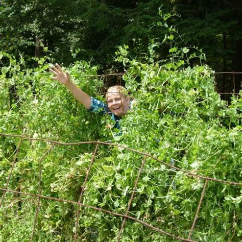 Growing peas is the best way to get your vegetable garden started. How to Plant Sugar Snap Peas in the Garden - Grow with ...