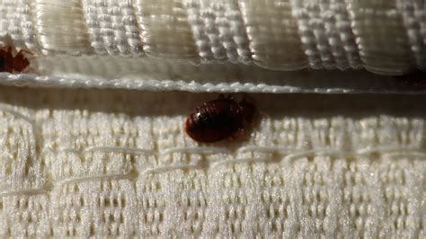 Bed Bug Eggs On Sheets