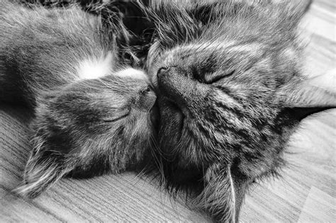 Cat buries head in my hand! 8 reasons for it