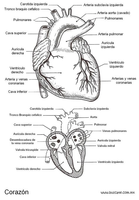 Esquema Del Corazón Con El Nombres De Sus Partes Salud Anatomia Y